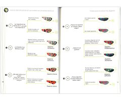 GUÍA DE IDENTIFICACIÓN DE LAS GITANILLAS IBÉRICAS (ZYGAENA) 5