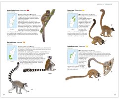 MAMMALS OF MADAGASCAR 7