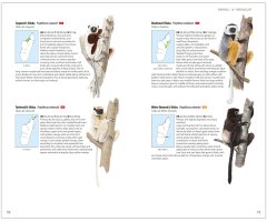 MAMMALS OF MADAGASCAR 8