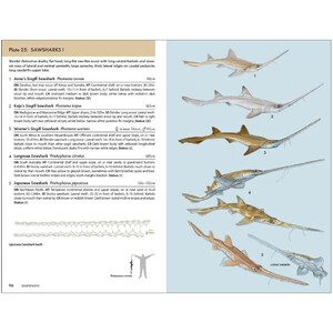 A POCKET GUIDE TO SHARKS OF THE WORLD_1