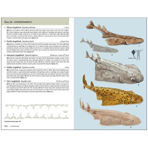 A POCKET GUIDE TO SHARKS OF THE WORLD 3