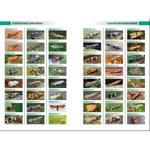 BRITISH &AMP; IRISH MOTHS. A PHOTOGRAPHIC GUIDE 3