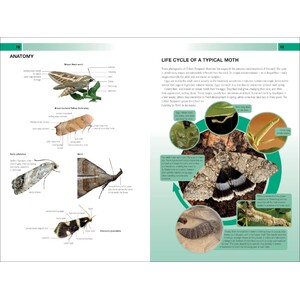 BRITISH &AMP; IRISH MOTHS. A PHOTOGRAPHIC GUIDE 4