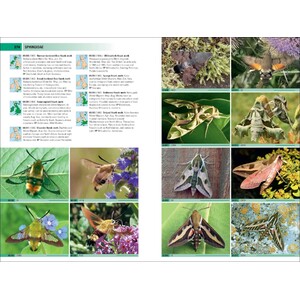 BRITISH &AMP; IRISH MOTHS. A PHOTOGRAPHIC GUIDE 5