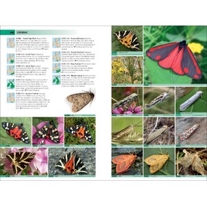 BRITISH &AMP; IRISH MOTHS. A PHOTOGRAPHIC GUIDE 6