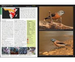 ESTRILDID FINCHES OF THE WORLD. A PHOTOGRAPHIC, DESCRIPTIVE AND FACTUAL GUIDE TO ALL 34 GENERA OF ESTRILDIDAE INCLUDING VAXBILLS. SEEDCRACKERS, NIGRIT 4