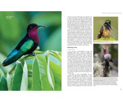 HUMMINGBIRDS. A CELEBRATION OF NATURE'S JEWELS 2