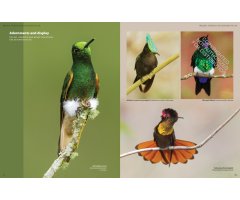 HUMMINGBIRDS. A CELEBRATION OF NATURE'S JEWELS 3