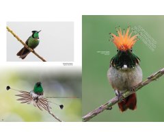 HUMMINGBIRDS. A CELEBRATION OF NATURE'S JEWELS 4