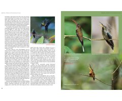HUMMINGBIRDS. A CELEBRATION OF NATURE'S JEWELS 5