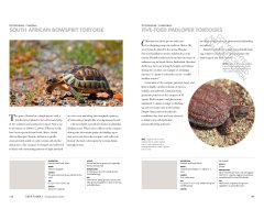 TURTLES OF THE WORLD. A GUIDE TO EVERY FAMILY_1
