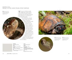 TURTLES OF THE WORLD. A GUIDE TO EVERY FAMILY 3