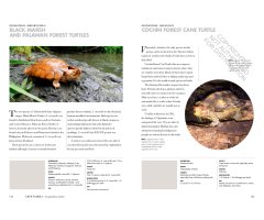 TURTLES OF THE WORLD. A GUIDE TO EVERY FAMILY 4