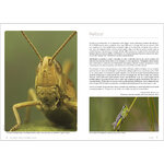 GRASSHOPPERS OF BRITAIN AND WESTERN EUROPE. A PHOTOGRAPHIC GUIDE 2