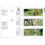 GRASSHOPPERS OF BRITAIN AND WESTERN EUROPE. A PHOTOGRAPHIC GUIDE 5
