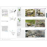 GRASSHOPPERS OF BRITAIN AND WESTERN EUROPE. A PHOTOGRAPHIC GUIDE 6