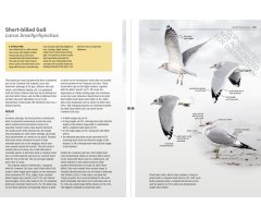 GULLS OF EUROPE, NORTH AFRICA, AND THE MIDDLE EAST. AN IDENTIFICATION GUIDE_1