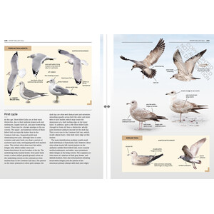 GULLS OF EUROPE, NORTH AFRICA, AND THE MIDDLE EAST. AN IDENTIFICATION GUIDE 3