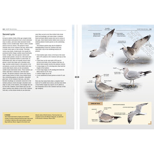 GULLS OF EUROPE, NORTH AFRICA, AND THE MIDDLE EAST. AN IDENTIFICATION GUIDE 4