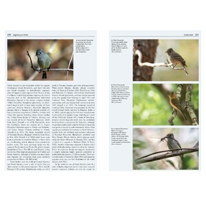 VAGRANCY IN BIRDS 5