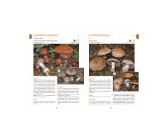 A LA DÉCOUVERTE DES CHAMPIGNONS DE BOURGOGNE-FRANCHE-COMTÉ 4