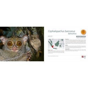 ALL ASIAN PRIMATES 3