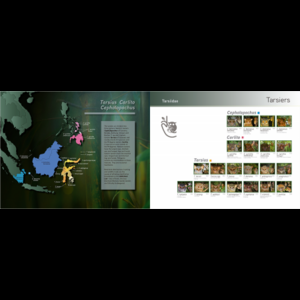 ALL ASIAN PRIMATES 4