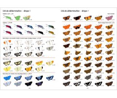 GUIDE PHOTOGRAPHIQUE DES PAPILLONS DE JOUR ET ZYGÈNES DE FRANCE. TOUTES LES ESPÈCES DE FRANCE PLUS DE 2000 PHOTOGRAPHIES MÂLES ET FEMELLES ILLUSTRÉS 2