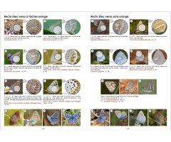 GUIDE PHOTOGRAPHIQUE DES PAPILLONS DE JOUR ET ZYGÈNES DE FRANCE. TOUTES LES ESPÈCES DE FRANCE PLUS DE 2000 PHOTOGRAPHIES MÂLES ET FEMELLES ILLUSTRÉS 3