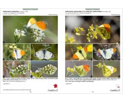 GUIDE PHOTOGRAPHIQUE DES PAPILLONS DE JOUR ET ZYGÈNES DE FRANCE. TOUTES LES ESPÈCES DE FRANCE PLUS DE 2000 PHOTOGRAPHIES MÂLES ET FEMELLES ILLUSTRÉS 4