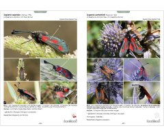 GUIDE PHOTOGRAPHIQUE DES PAPILLONS DE JOUR ET ZYGÈNES DE FRANCE. TOUTES LES ESPÈCES DE FRANCE PLUS DE 2000 PHOTOGRAPHIES MÂLES ET FEMELLES ILLUSTRÉS 5