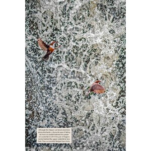 WILD MULL. A NATURAL HISTORY OF THE ISLAND AND ITS PEOPLE 5