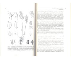 FLORA IBÉRICA. VOL. XIX GRAMINEAE (PARTIM 2) 2