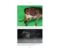THE INSIDE OUT OF FLIES 3