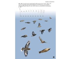 CAHIER D'IDENTIFICATION DES PASSEREAUX D'EUROPE EN VOL 2