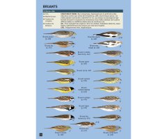 CAHIER D'IDENTIFICATION DES PASSEREAUX D'EUROPE EN VOL 3