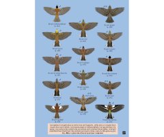 CAHIER D'IDENTIFICATION DES PASSEREAUX D'EUROPE EN VOL 4