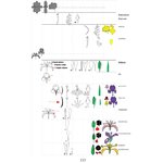 CLAVES ILUSTRADAS DE LAS FLORES DEL VALLE DEL EBRO 2