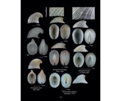 HELLENIC CONCHES 2