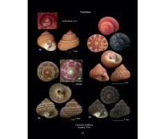 HELLENIC CONCHES 3