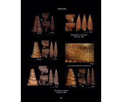 HELLENIC CONCHES 4