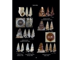 HELLENIC CONCHES 5