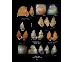 HELLENIC CONCHES 6