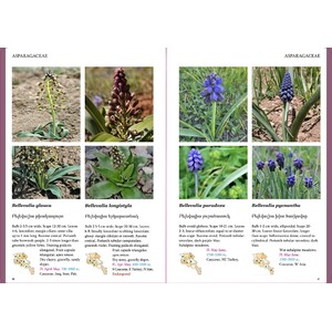 FIELD GUIDE TO THE PLANTS OF ARMENIA_1
