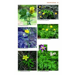 MOUNTAIN FLOWERS AND TREES OF CAUCASIA 3