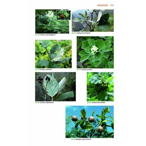 MOUNTAIN FLOWERS AND TREES OF CAUCASIA 5