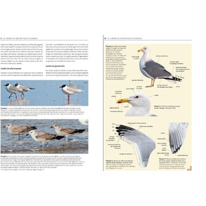 LES LARIDES DU PALEARTIQUE OCCIDENTAL. GUIDE D'IDENTIFICATION DES MOUTTES ET DES GOELANDS_1