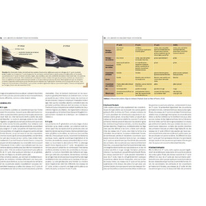 LES LARIDES DU PALEARTIQUE OCCIDENTAL. GUIDE D'IDENTIFICATION DES MOUTTES ET DES GOELANDS 4