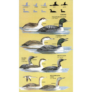 BIRDS OF NORTH AMERICA. A GUIDE TO FIELD IDENTIFICATION_1