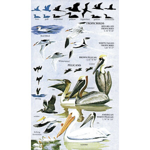 BIRDS OF NORTH AMERICA. A GUIDE TO FIELD IDENTIFICATION 3